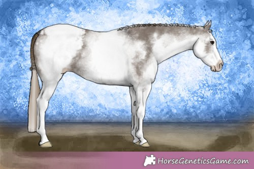 Horse Color:White Spotted Smoky Grullo Splash Appaloosa 