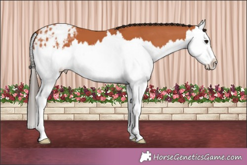 Horse Color:Bay Splash Appaloosa 