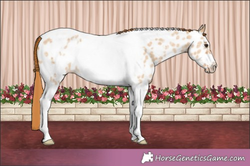 Horse Color:Red Dun Sabino Tobiano Frame Appaloosa 