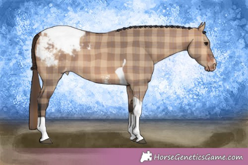 Horse Color:Plaid  Bay Dun Sabino Tobiano Appaloosa 