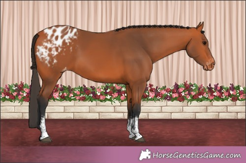 Horse Color:Bay Sabino Appaloosa 