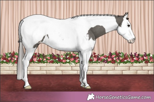 Horse Color:Grullo Splash Tobiano Appaloosa 
