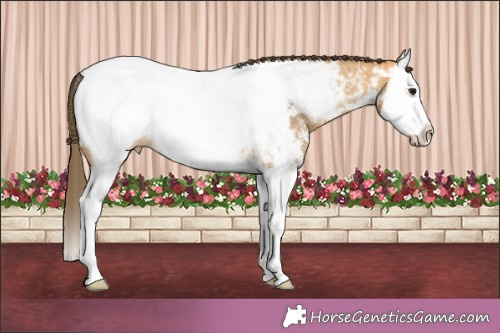 Horse Color:Buckskin Sabino Splash Appaloosa 