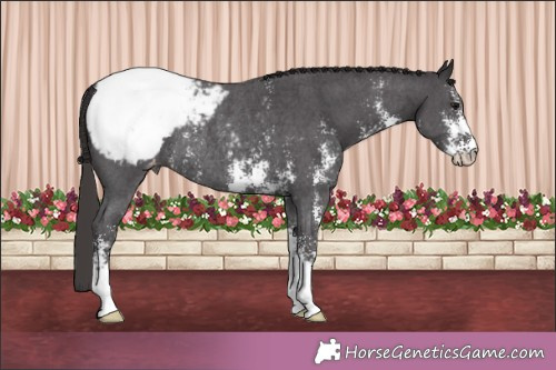 Horse Color:Smoky Black Sabino Appaloosa Rabicano 