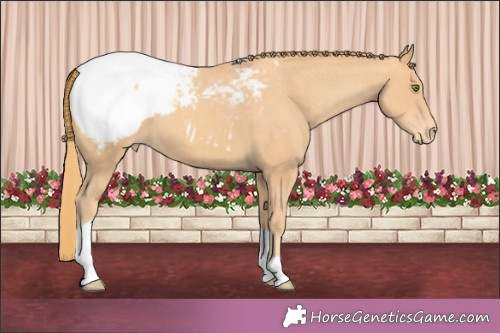 Horse Color:Gold Champagne Tobiano Appaloosa 