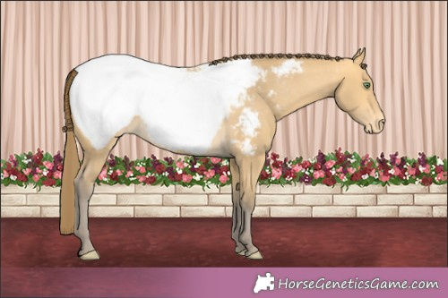 Horse Color:Amber Cream Champagne Appaloosa Rabicano 