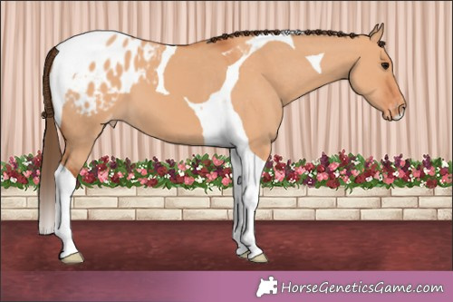Horse Color:Bay Dun Tobiano Appaloosa 