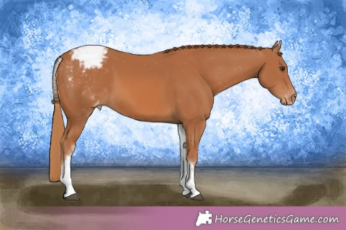 Horse Color:White Spotted Chestnut Appaloosa 
