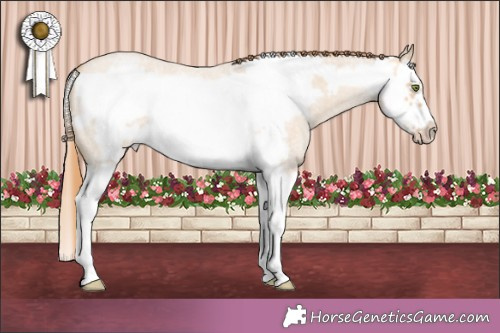 Horse Color:Gold Champagne Roan Dun Splash Frame 