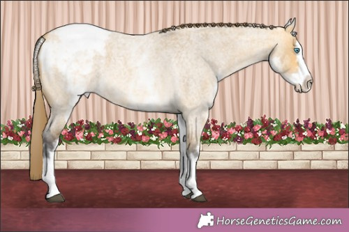 Horse Color:White Spotted Buckskin Roan Dun Splash Appaloosa 