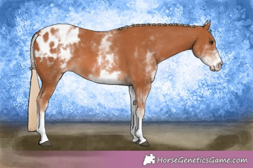 Horse Color:White Spotted Chestnut Appaloosa 