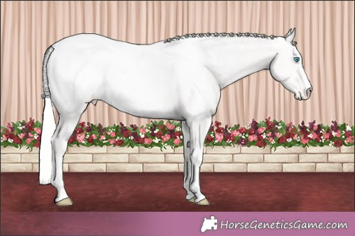 Horse Color:Cremello Appaloosa Rabicano 