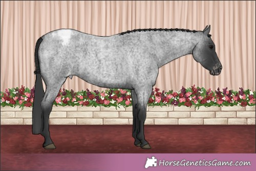 Horse Color:Blue Roan Appaloosa 