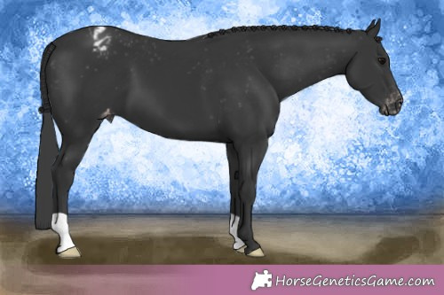 Horse Color:Black Appaloosa