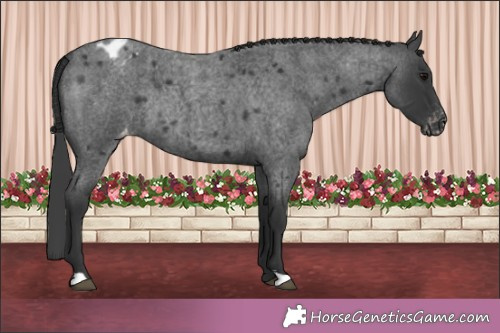 Horse Color:Blue Roan Appaloosa Rabicano 