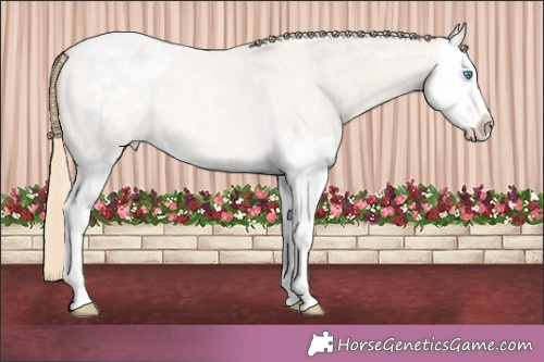 Horse Color:Perlino Roan Splash Appaloosa Rabicano 
