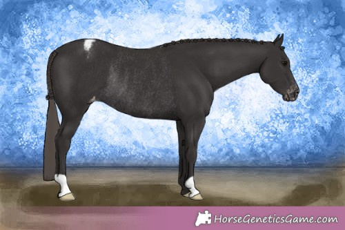Horse Color:Smoky Black Appaloosa Rabicano 