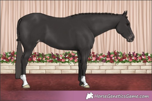 Horse Color:Smoky Black Appaloosa 