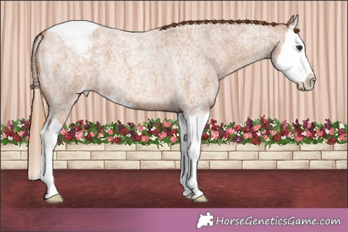 Horse Color:Red Roan Splash Appaloosa 