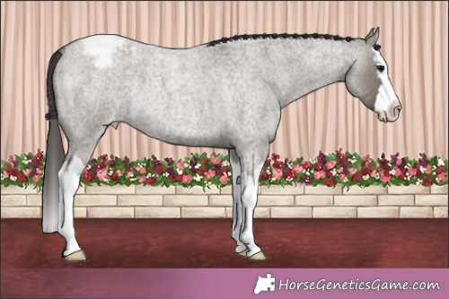 Horse Color:Grullo Roan Splash Appaloosa Rabicano 