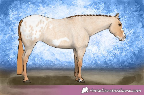 Horse Color:Red Dun Roan Frame Appaloosa Rabicano 