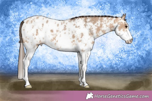 Horse Color:Bay Dun Sabino Appaloosa 
