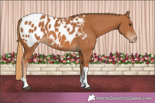 Horse Color:Chestnut Tobiano Appaloosa 