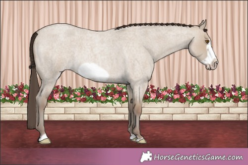 Horse Color:Classic Champagne Roan Dun Frame Rabicano 