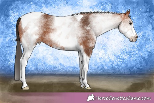 Horse Color:White Spotted Bay Tobiano 