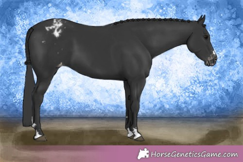 Horse Color:Black Appaloosa 