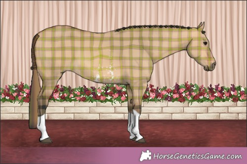 Horse Color:Plaid  Bay Dun Sabino Tobiano 