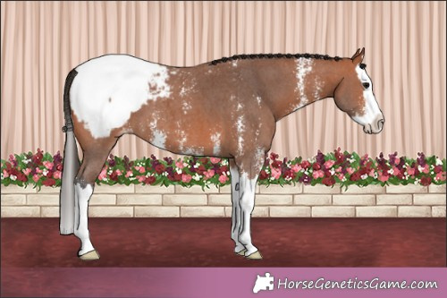 Horse Color:Bay Sabino Splash Appaloosa 