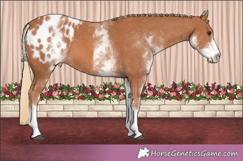 Horse Color:White Spotted Chestnut Tobiano Appaloosa 
