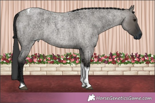 Horse Color:Grullo Ice Roan Tobiano Rabicano 