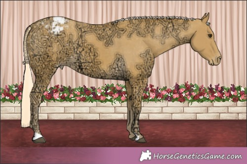 Horse Color:Palomino Ice Appaloosa 