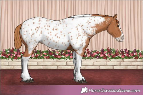 Horse Color:Chestnut Splash Tobiano Appaloosa 