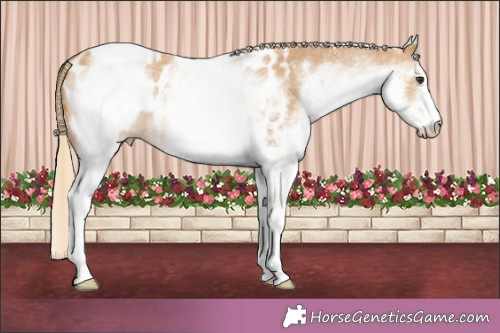 Horse Color:White Spotted Palomino Sabino Appaloosa 