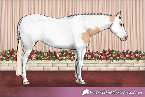 Horse Color:Gold Champagne Splash Tobiano Frame Appaloosa 