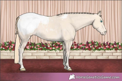 Horse Color:Perlino Appaloosa 