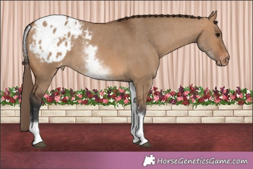 Horse Color:White Spotted Bay Dun Appaloosa 