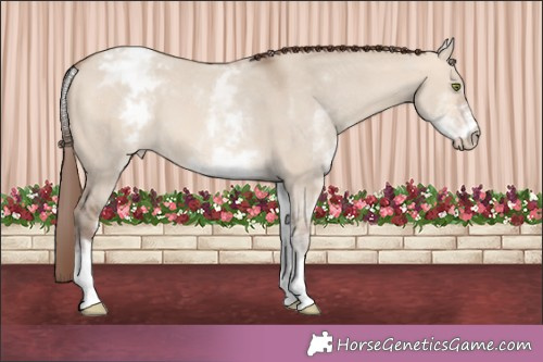 Horse Color:White Spotted Amber Champagne Dun Appaloosa 