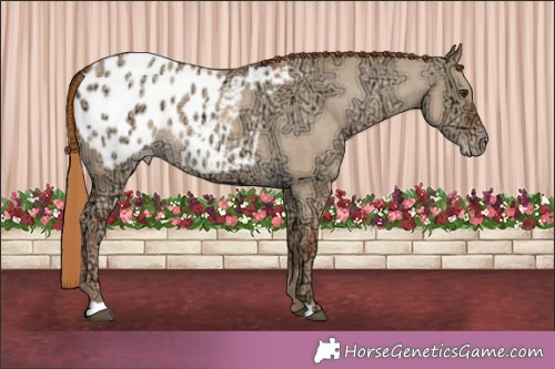 Horse Color:Red Dun Ice Appaloosa 