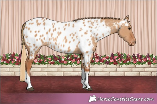 Horse Color:Red Dun Tobiano Appaloosa 