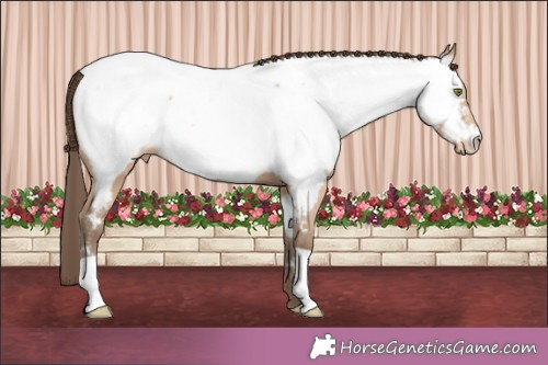Horse Color:Amber Champagne Appaloosa 