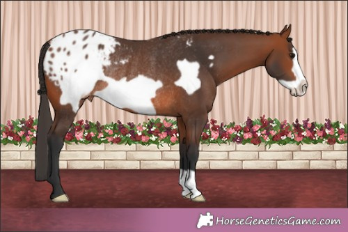 Horse Color:Bay Frame Appaloosa Rabicano 