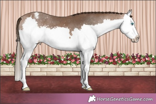 Horse Color:Brown Splash Appaloosa 