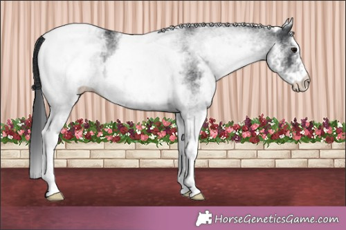 Horse Color:White Spotted Black Appaloosa Rabicano 