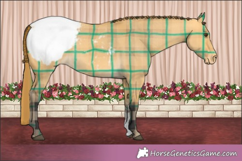 Horse Color:Plaid  Buckskin Dun Sabino Appaloosa 