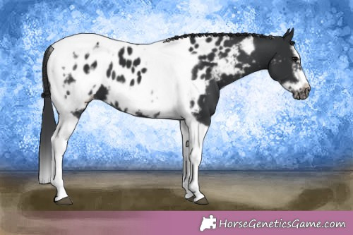 Horse Color:Black Splash Tobiano Frame Appaloosa 