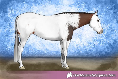 Horse Color:Brown Splash Appaloosa 